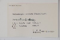 細葉蘭花參藏品圖，第2張