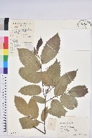 茅栗藏品圖，第1張