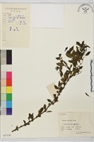 圓葉鼠李藏品圖，第1張