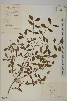 陳謀衛矛藏品圖，第1張