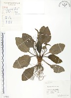 車前草藏品圖，第1張