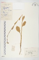 芥菜藏品圖，第1張
