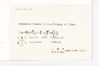 芥菜藏品圖，第3張