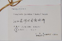 蘿藦藏品圖，第2張