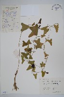 馬兜鈴藏品圖，第1張