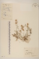 野大豆、烏豆藏品圖，第1張