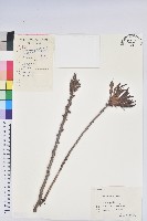 羊躑躅藏品圖，第1張