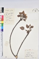 油桐藏品圖，第1張