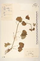 蒲兒根藏品圖，第1張