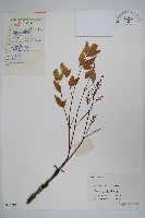 南天竹、天竹、蘭天竹藏品圖，第1張