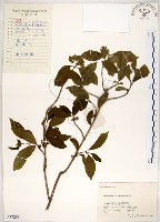 華八仙藏品圖，第1張