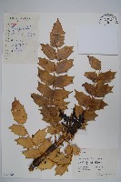 闊葉十大功勞藏品圖，第1張