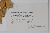 闊葉十大功勞藏品圖，第2張