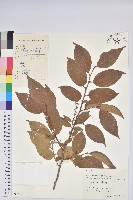 毛果珍珠花藏品圖，第1張