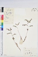 葉下珠、珠仔草藏品圖，第1張