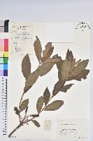 羊躑躅藏品圖，第1張