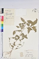 鐵莧菜藏品圖，第3張