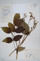 蔥木藏品圖，第1張