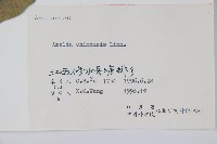 蔥木藏品圖，第2張