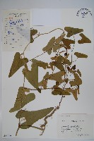 馬兜鈴藏品圖，第1張