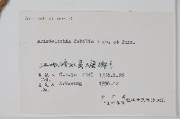 馬兜鈴藏品圖，第2張