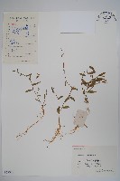 半邊蓮、鐮磨仔草藏品圖，第1張