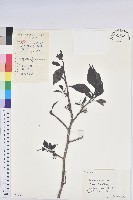 杜仲藏品圖，第1張