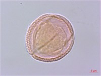 鄂西清風藤藏品圖，第2張