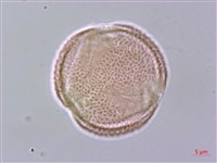 鄂西清風藤藏品圖，第3張