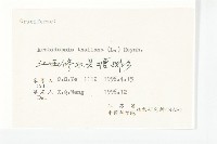 鼠耳芥藏品圖，第3張