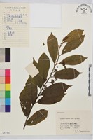 鈍齒鼠李藏品圖，第2張