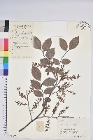 米飯花藏品圖，第1張