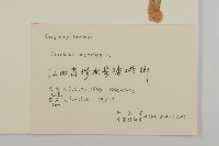 瞿麥藏品圖，第3張