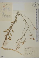 蠅子草藏品圖，第1張