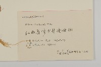 蠅子草藏品圖，第3張