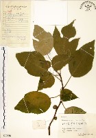 構樹藏品圖，第1張