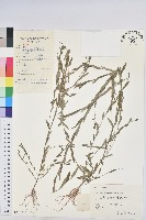 蜜柑草藏品圖，第1張