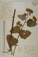 牛蒡藏品圖，第1張