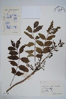 毛漆樹藏品圖，第1張