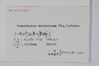 毛漆樹藏品圖，第2張