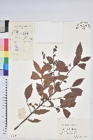 江南越橘藏品圖，第1張