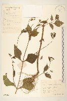 毛梗豨薟藏品圖，第1張