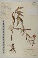 華薊藏品圖，第1張