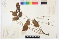 打破碗花花藏品圖，第1張