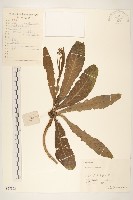 苦滇菜、苦菜藏品圖，第1張