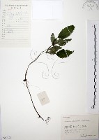 長梗盤花麻藏品圖，第1張