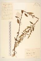一枝黃花藏品圖，第1張