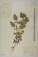 霍香薊藏品圖，第1張