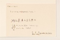 山菊藏品圖，第3張