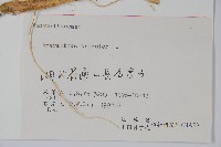 雁來紅、紅莧、老少年藏品圖，第2張